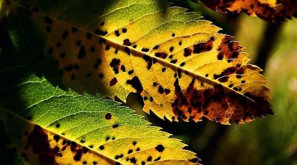 How to Tell if Your Tree is Sick or Dangerous Learn how to spot the signs of a sick or dangerous tree and what to do next. London Treescapes explains when to call in the professionals and how to keep your property safe.